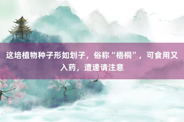 这培植物种子形如划子，俗称“梧桐”，可食用又入药，遭逢请注意